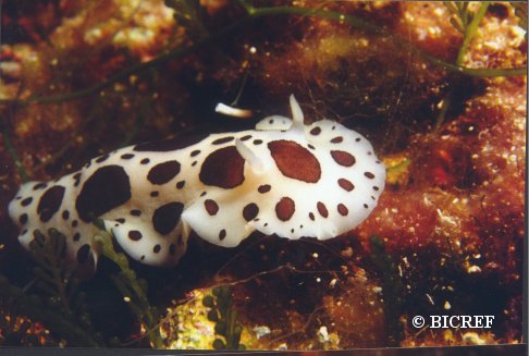 seaslugspotted