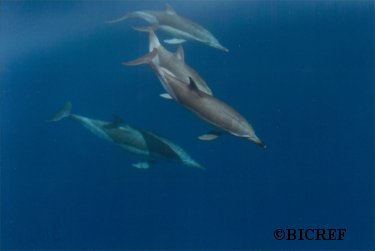 ww_dolphins_four_underwater
